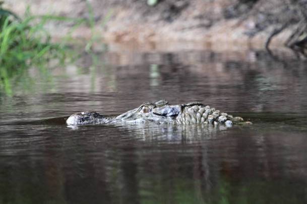 A caiman. We'd been chasing a river dinosaur! (photo by Jerry Peek)